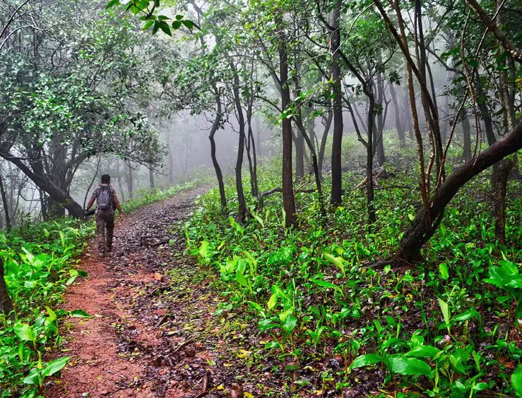 Nallamala Forest